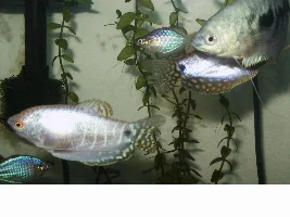 My Gourami tank...