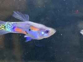 beautiful guppies