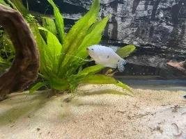 Three Spot Gourami Having Trouble Swimming