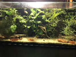 Honey Gourami + tank