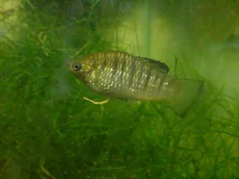 Limia Grocedens