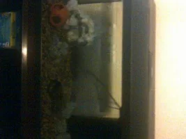 Just Set Up My Tank