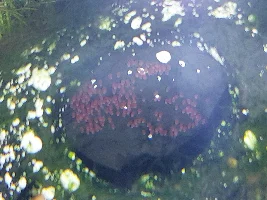 Are my apistos getting ready to mate?
