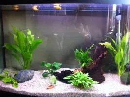 Can These Fish Be Kept Together Or Will I Have To Rehome