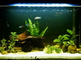 New Re-Designed Community Tank (Now With Live Plants!)