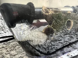 Betta with live bearers