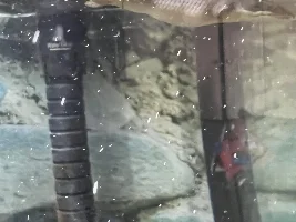 Senegal bichir bloated (update:maybe dropsy?)