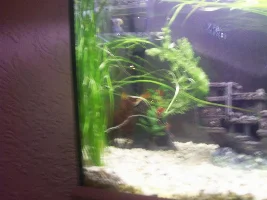 Updated Tank!