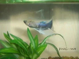 More New Bettas