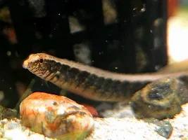 LFS photos