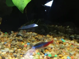 White on Neon Tetra