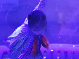 Get a fish they said . . .
