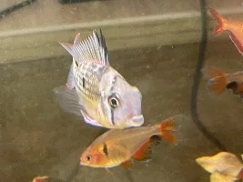 Mystery Bolivian ram illness
