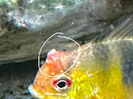 Help fish health