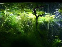 General Questions About Plants