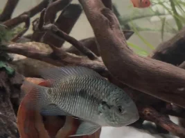 Cichlid ID