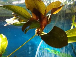 Help with my kleiner bar sword propagation?
