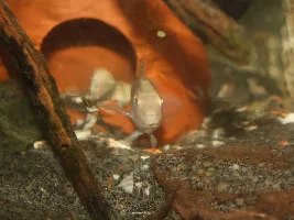 Albino Pelvicachromis pulcher