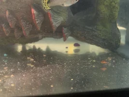 How far along are my guppies?