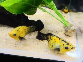 My Molly is very pregnant but hasn't given birth, is there any way to induce labor?