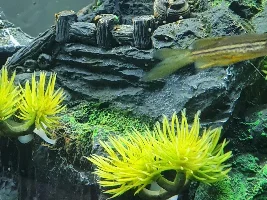 Longfin leopard white on top fin