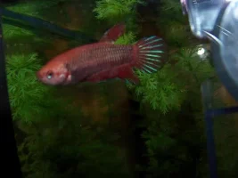 Female Betta