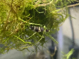 Do these Clown killifish look healthy?