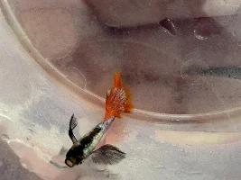Guppy struggling to swim