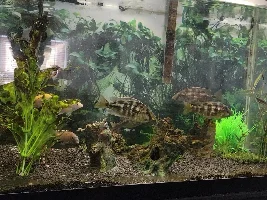Need Help Identifying!