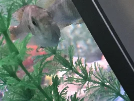 Is my fish pregnant!?