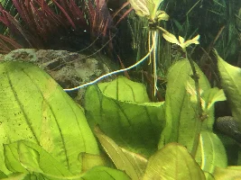 Any plant peeps that can help identify?