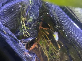 Mystery guppy issues/behavior