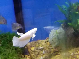 Those poor Bettas