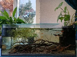 Peacock gudgeon and norman lampey, advice appreciated