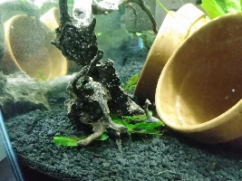My twins 10 gal planted tank.