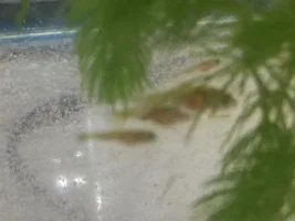 Spawning Cherry Barbs