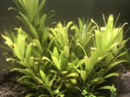 Planted tank, algae, CO2