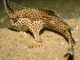 What’s a fish you wish existed?