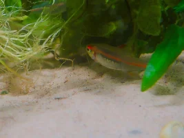 Glow Light Tetra