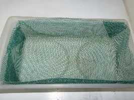 Cherry Barb ready to breed?