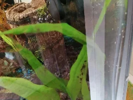 Java fern fail, suggested suppliers?