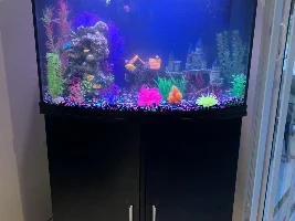 Ammonia level won’t go down. Please help