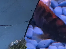 Brown algae in gravel