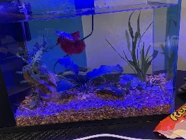 Rock turning green?