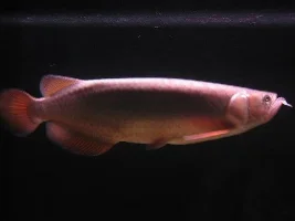 Leichardti, Cichla, Datnoid