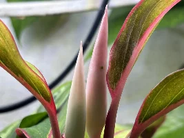 Variegated ( red ) Chinese Evergreen… flower buds???