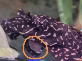 Id plec and whats this orange thing