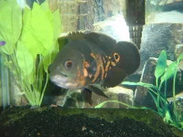 75 Gallon