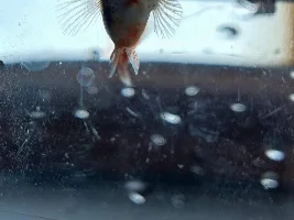 Why are her gills red?