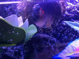 Share your bettas